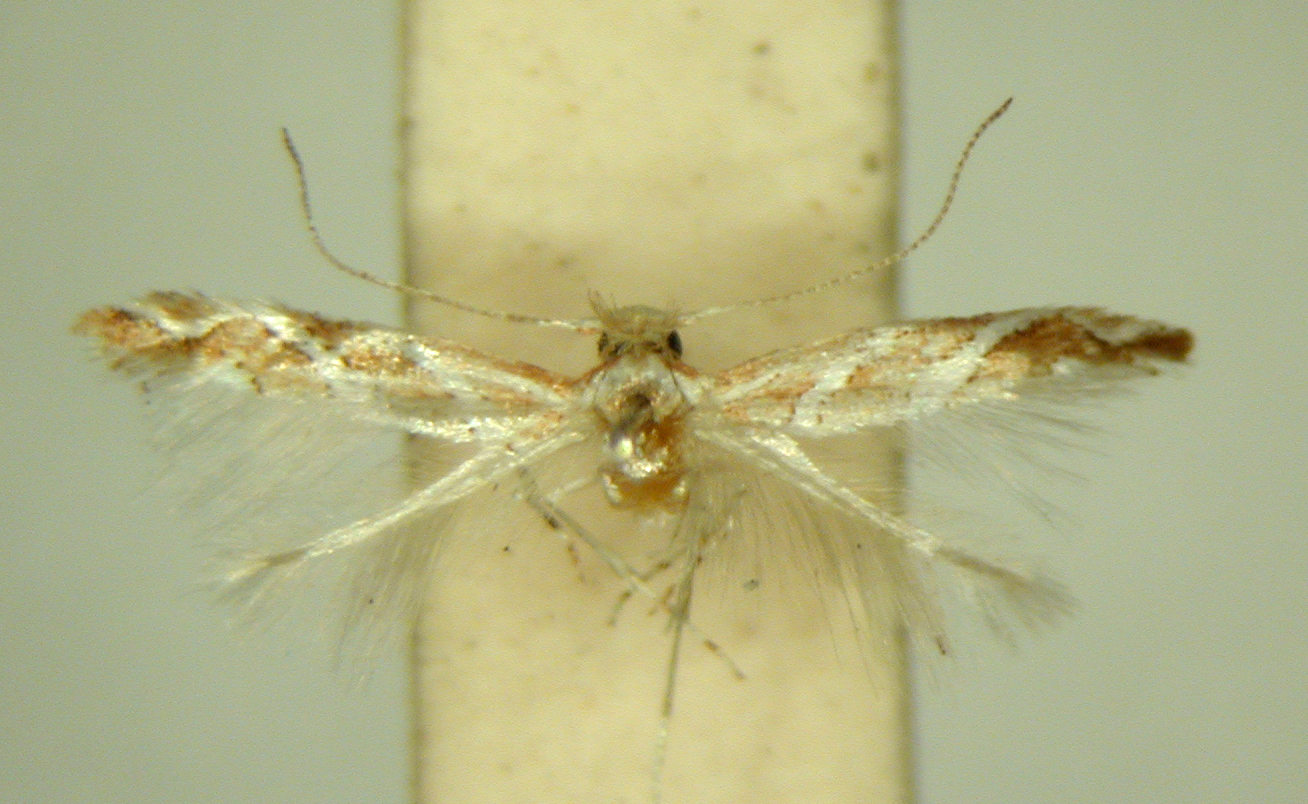 /filer/webapps/moths_gc/media/images/G/grewiaecola_Phyllonorycter_ PT_TMSA6371.jpg