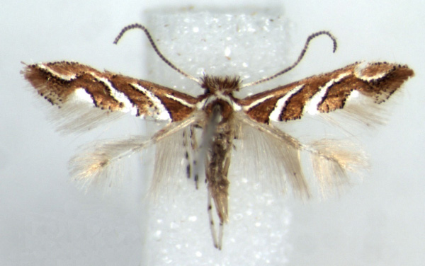 /filer/webapps/moths_gc/media/images/G/grewiaecola_Phyllonorycter_AM_RMCA.jpg