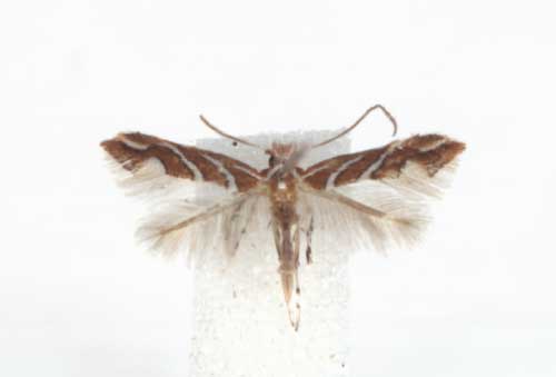 /filer/webapps/moths_gc/media/images/G/grewiaecola_Phyllonorycter_A_TMSA.jpg