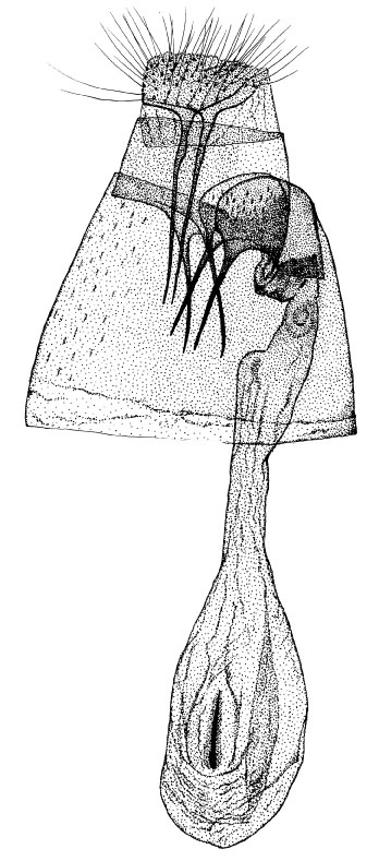 /filer/webapps/moths_gc/media/images/G/grewiaecola_Phyllonorycter_GF_DePrins.jpg