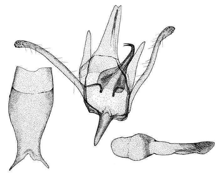 /filer/webapps/moths_gc/media/images/G/grewiaecola_Phyllonorycter_GM_DePrins.jpg