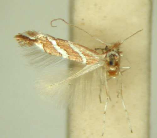 /filer/webapps/moths_gc/media/images/G/grewiaecola_Phyllonorycter_HT_TMSA6370.jpg