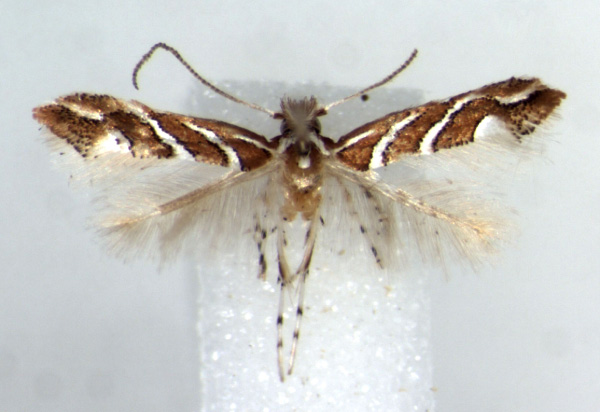 /filer/webapps/moths_gc/media/images/G/grewiaephilos_Phyllonorycter_PT_RMCA.jpg