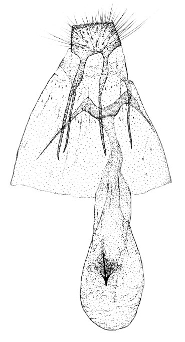 /filer/webapps/moths_gc/media/images/G/grewiaphilus_Phyllonorycter_GF_DePrins.jpg