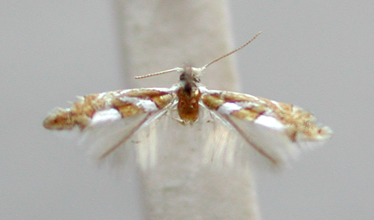 /filer/webapps/moths_gc/media/images/G/grewiella_Phyllonorycter_ PT_TMSA6373.jpg