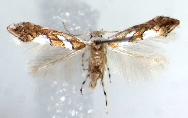 /filer/webapps/moths_gc/media/images/G/grewiella_Phyllonorycter_AF_ZMHB.jpg