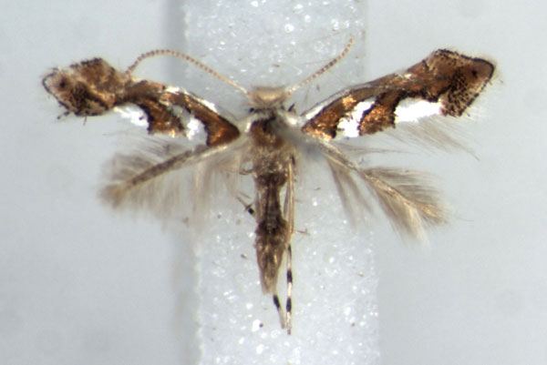 /filer/webapps/moths_gc/media/images/G/grewiella_Phyllonorycter_AM_RMCA.jpg