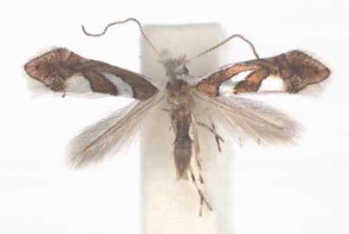 /filer/webapps/moths_gc/media/images/G/grewiella_Phyllonorycter_A_TMSA.jpg