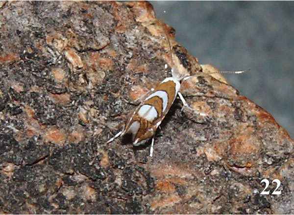 /filer/webapps/moths_gc/media/images/G/grewiella_Phyllonorycter_A_Triberti-etal_2024_34.jpg