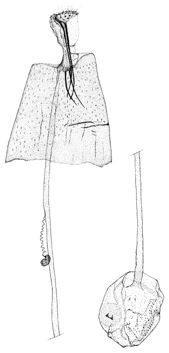 /filer/webapps/moths_gc/media/images/G/grewiella_Phyllonorycter_GF_DePrins.jpg