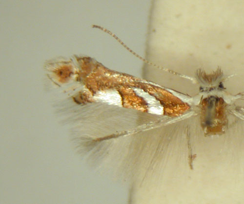 /filer/webapps/moths_gc/media/images/G/grewiella_Phyllonorycter_HT_TMSA6373.jpg