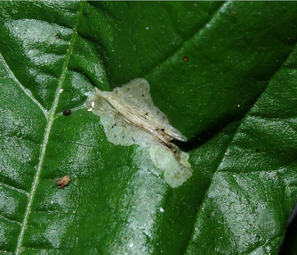 /filer/webapps/moths_gc/media/images/G/grewiella_Phyllonorycter_mine_Triberti-et-al_2024_48.jpg