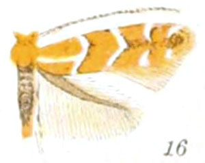 /filer/webapps/moths_gc/media/images/G/grindeliella_Cremastobombycia_A_Braun_24-16.jpg