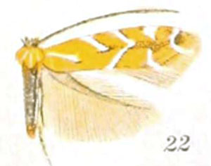 /filer/webapps/moths_gc/media/images/G/grindeliella_Cremastobombycia_A_Braun_24-22.jpg
