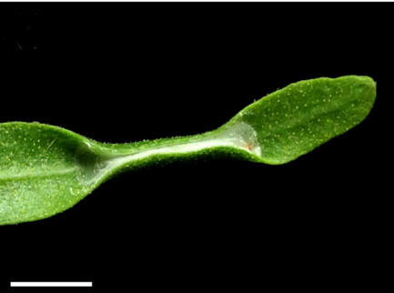 /filer/webapps/moths_gc/media/images/G/guacanivora_Caloptilia_ cocoon_Vargas-Ortiz_2018_.jpg
