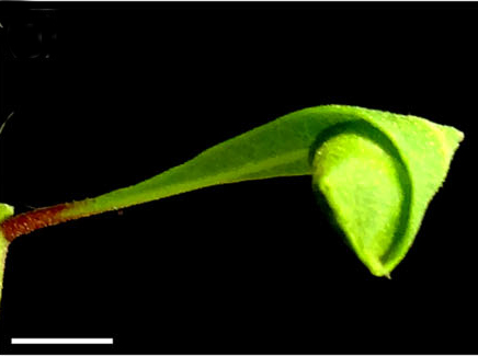 /filer/webapps/moths_gc/media/images/G/guacanivora_Caloptilia_ cone 4 instar_Vargas-Ortiz_2018_.jpg