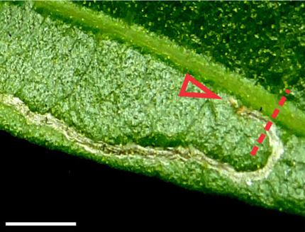 /filer/webapps/moths_gc/media/images/G/guacanivora_Caloptilia_1 instar_Vargas-Ortiz_2018_.jpg
