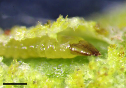 /filer/webapps/moths_gc/media/images/G/guacanivora_Caloptilia_2 instar_Vargas-Ortiz_2018_.jpg