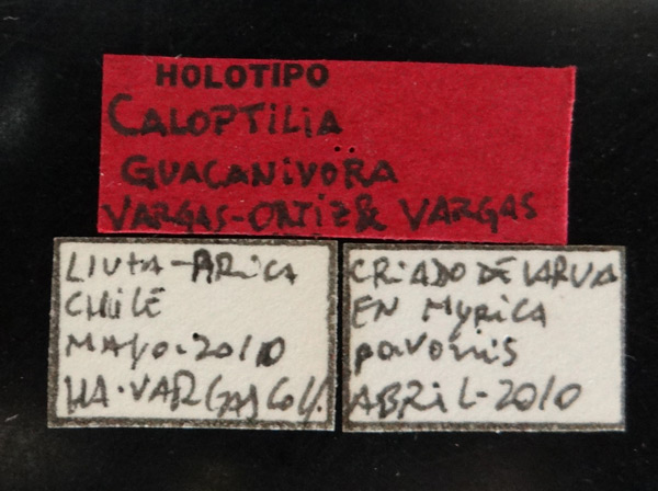 /filer/webapps/moths_gc/media/images/G/guacanivora_Caloptilia_HT_Labels_MNNC.jpg