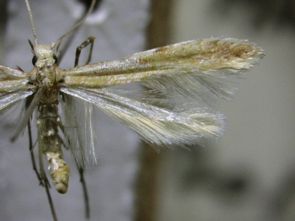 /filer/webapps/moths_gc/media/images/G/guacanivora_Caloptilia_HT_MNNC.jpg