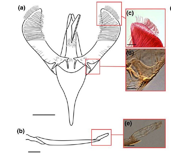 /filer/webapps/moths_gc/media/images/G/guacanivora_Caloptilia_PT_GM_Vargas-Ortiz_2018_.jpg
