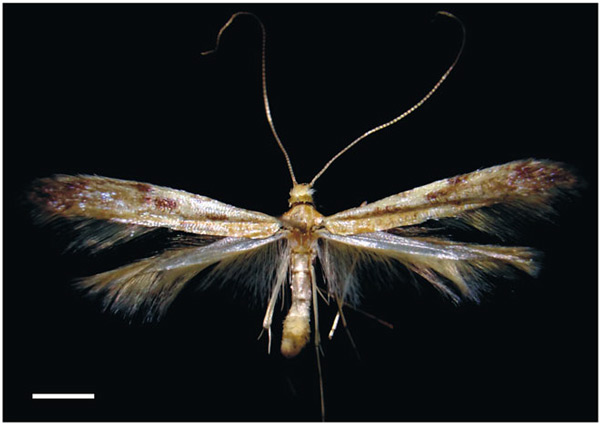 /filer/webapps/moths_gc/media/images/G/guacanivora_Caloptilia_PT_Vargas-Ortiz_2018_.jpg