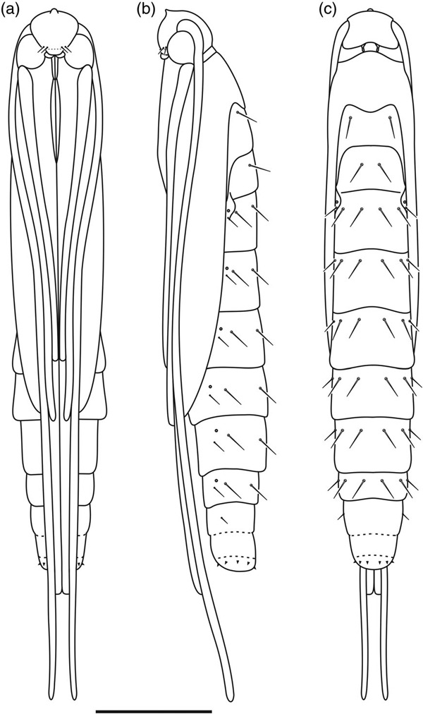 /filer/webapps/moths_gc/media/images/G/guacanivora_Caloptilia_PT_pupa_Vargas-Ortiz_2018_.jpg