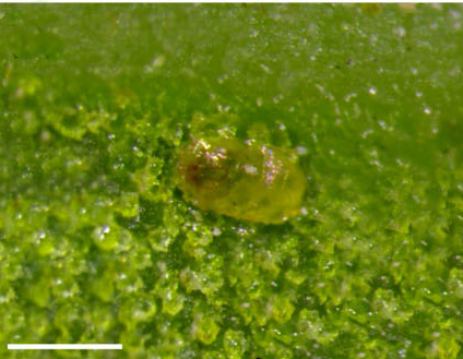 /filer/webapps/moths_gc/media/images/G/guacanivora_Caloptilia_egg_Vargas-Ortiz_2018_.jpg