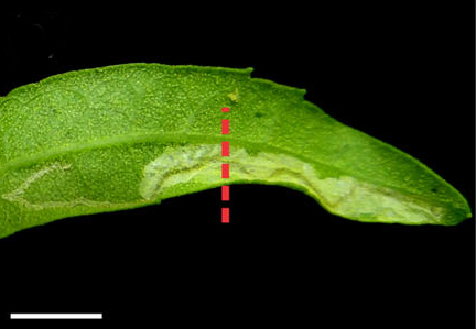 /filer/webapps/moths_gc/media/images/G/guacanivora_Caloptilia_mine 2 instar_Vargas-Ortiz_2018_.jpg