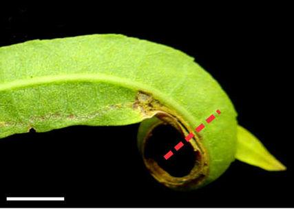 /filer/webapps/moths_gc/media/images/G/guacanivora_Caloptilia_mine 3 instar_Vargas-Ortiz_2018_.jpg