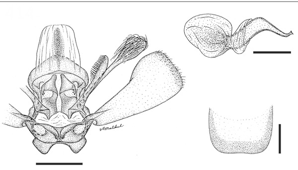 /filer/webapps/moths_gc/media/images/G/gulosa_Marmara_HT_GM_USNM.jpg