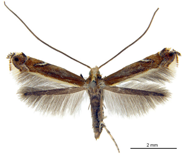 /filer/webapps/moths_gc/media/images/G/gunniella_Neurostrota_A01_ANIC.jpg