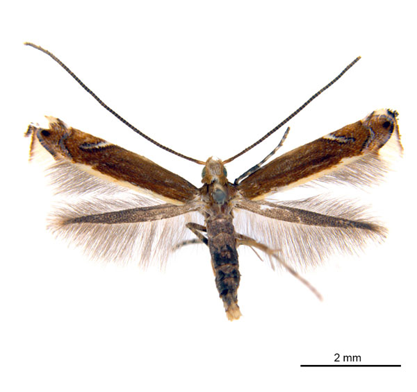 /filer/webapps/moths_gc/media/images/G/gunniella_Neurostrota_A02_ANIC.jpg