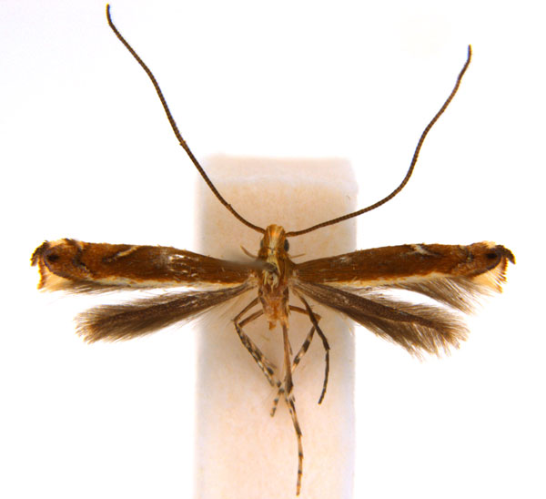 /filer/webapps/moths_gc/media/images/G/gunniella_Neurostrota_A09_ANIC.jpg