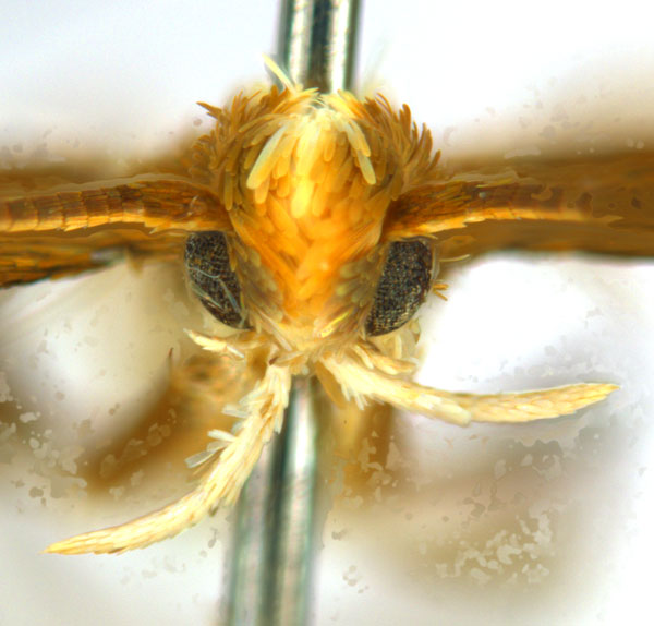 /filer/webapps/moths_gc/media/images/G/gunniella_Neurostrota_A09_head1_ANIC.jpg
