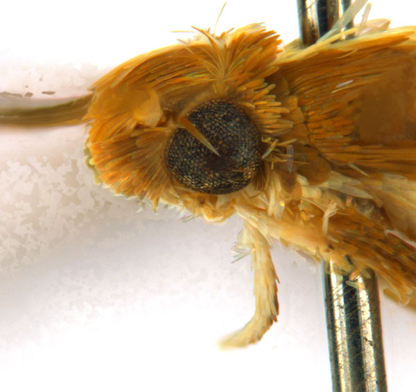 /filer/webapps/moths_gc/media/images/G/gunniella_Neurostrota_A09_head2_ANIC.jpg