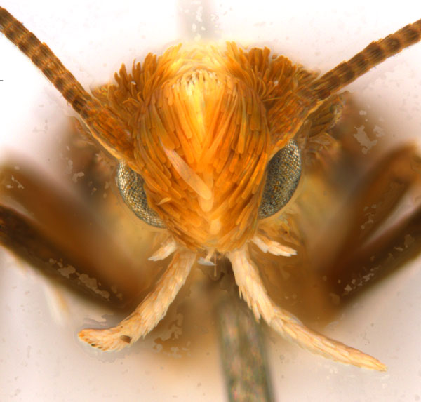 /filer/webapps/moths_gc/media/images/G/gunniella_Neurostrota_A10_head1_ANIC.jpg
