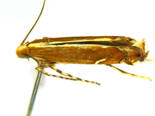 /filer/webapps/moths_gc/media/images/G/gunniella_Neurostrota_A10a_ANIC.jpg