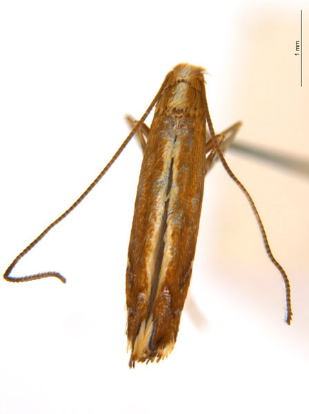 /filer/webapps/moths_gc/media/images/G/gunniella_Neurostrota_A165_ANIC.jpg