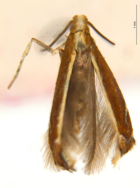 /filer/webapps/moths_gc/media/images/G/gunniella_Neurostrota_A166_ANIC.jpg