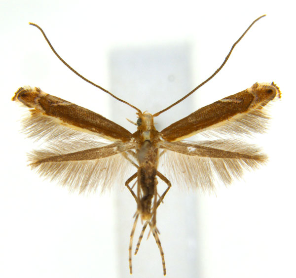 /filer/webapps/moths_gc/media/images/G/gunniella_Neurostrota_A72_ANIC.jpg