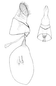/filer/webapps/moths_gc/media/images/G/gunniella_Neurostrota_GF_Davisetal_1991_19.jpg