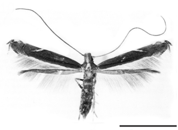 /filer/webapps/moths_gc/media/images/G/gunniella_Neurostrota_LT_USNM.jpg