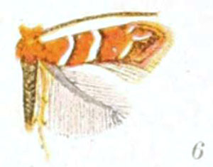 /filer/webapps/moths_gc/media/images/G/guttifinitella_Cameraria_A_Braun_24-6.jpg