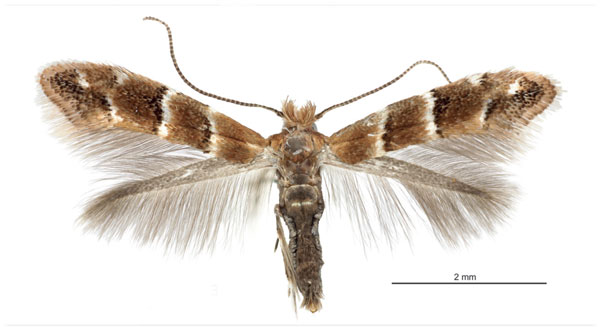 /filer/webapps/moths_gc/media/images/G/guttifinitella_Cameraria_Davis et Graves_2016_248.jpg