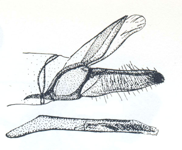 /filer/webapps/moths_gc/media/images/G/gypsochroma_Conopomorphina_GM_Vari_1961_Pl58-2.jpg