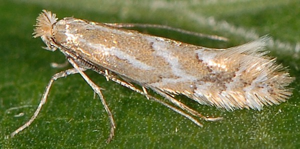 /filer/webapps/moths_gc/media/images/H/haasi_Phyllonorycter_A_PathPiva.jpg