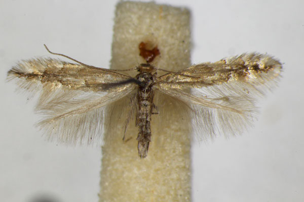 /filer/webapps/moths_gc/media/images/H/haasi_Phyllonorycter_A_ZSM.jpg