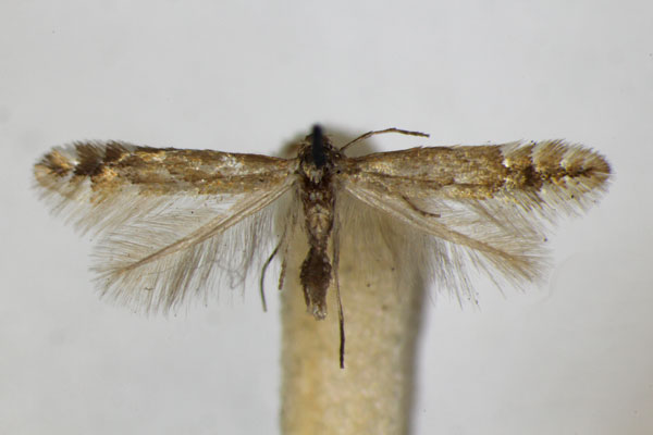 /filer/webapps/moths_gc/media/images/H/haasi_Phyllonorycter_A_ZSM_2.jpg