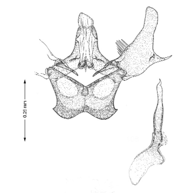 /filer/webapps/moths_gc/media/images/H/habecki_Marmara_GM_Davis et al_2011_88.jpg